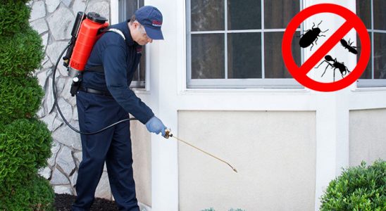 Düzce Uçan Haşere İlaçlama böcek ilaçlama ve haşere kontrolü — ilaclama-tr.com